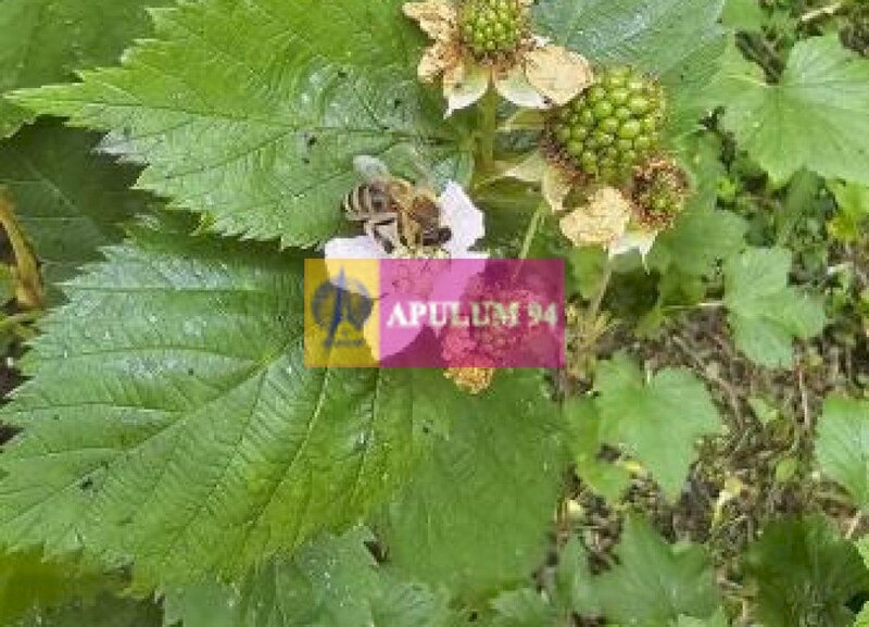 Casa de vanzare in Provita de Jos